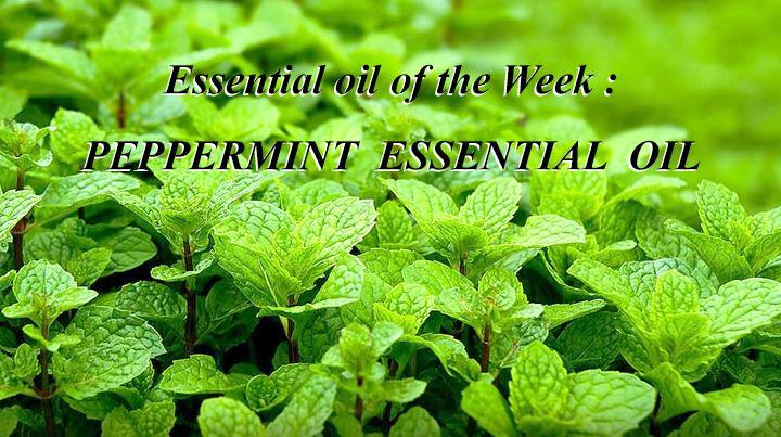 Blog 48: Essential Oil of the Week: Peppermint essential oil - Keya Seth Aromatherapy