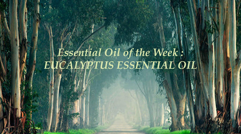 Blog 19: Essential Oil of the Week: Eucalyptus essential oil - Keya Seth Aromatherapy