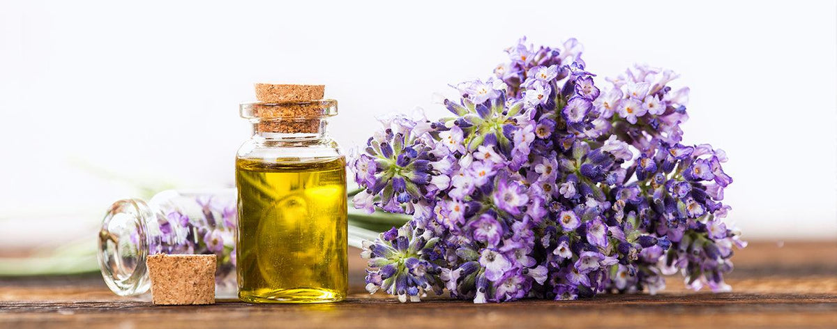 Lavender Oil